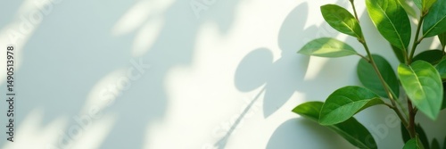 Intricate leafy shadows, dappled light on white , environment, design