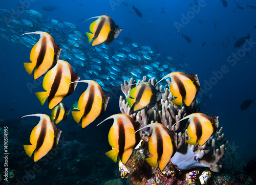Underwater image of  School of Butterfly Fish by coral reef.