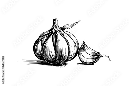 Detailed Hand-drawn Garlic Bulb and Clove Illustration