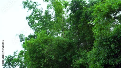 Gentle breeze through green bamboo grove
