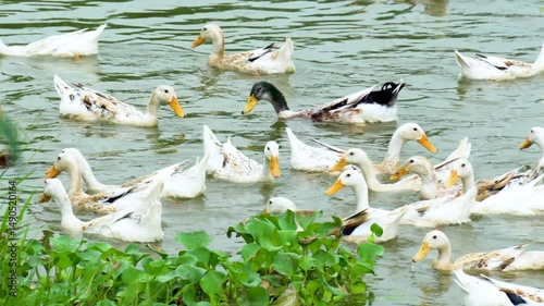 White ducks swimming near water hyacinths