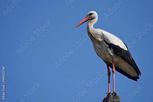 The stork is standing on a pillar.