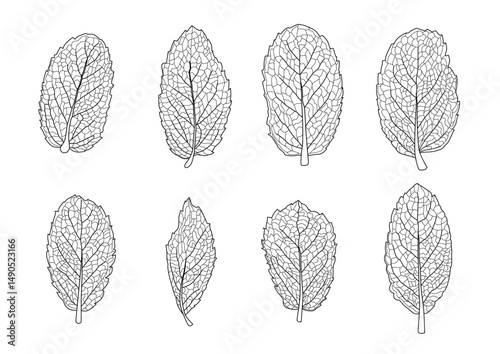 mint leaves line single leaf and leaf pattern black bring to color decorate on white background illustration  vector