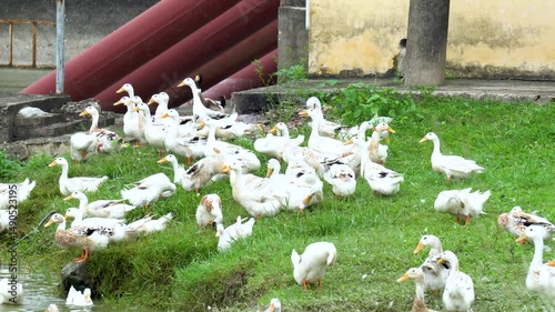 White ducks on lush green grass