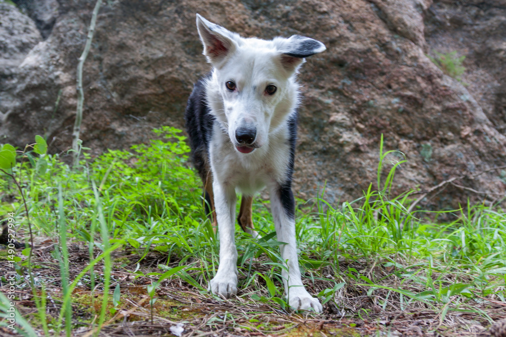 Obraz premium playful dog standing by a rock
