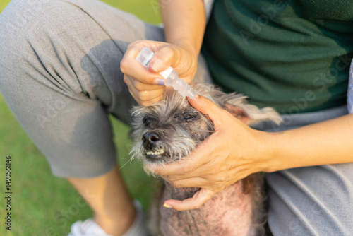 Pet care worker taking care of her cute dog for medicine in eyes. Female hands dripping artificial tears to prevent eye disease in park. Vet applying eye drop in dog eye.