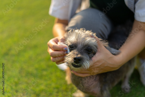 Pet care worker taking care of her cute dog use a cotton pad to wipe your eyes. Hands woman pet owner cleaning eye an old dog on green grass in park. Groomer cleaning the procedure for clean animal.