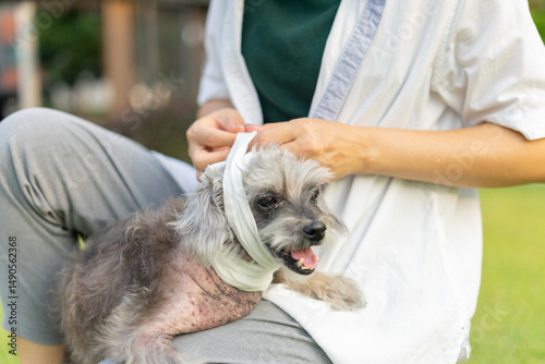 Pet care worker taking care of her cute dog use bandaging a dog head. Hands owner female applying bandage on a wounded her pet. Veterinarian woman puts on bandage around the head of a dog on lawn.