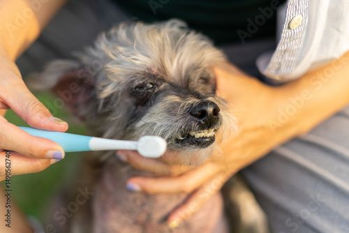 Pet care worker taking care of her cute dog brushing teeth with blue brush. Asian woman pet owner brushing an old dog teeth in park. Dog groomer brushing his teeth on the grass.