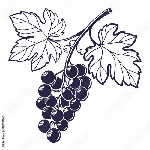 Elegant black and white grapevine illustration