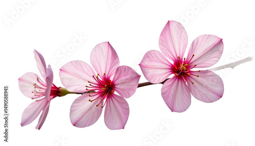Flower Blossom Bouquet On White Background