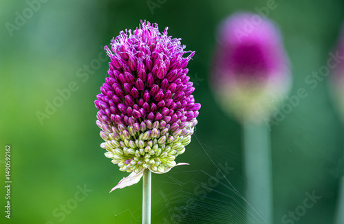 Blooming drumstick flowers (Allium Sphaerocephalon) showing purple and green buds