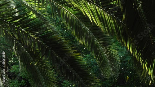 Close up of green palm leaves swaying in wind with lush green trees in background, filmed in Athens National Garden, Greece. Full frame natural video background with moving camera, no people