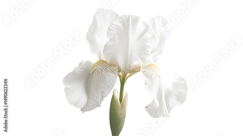 A stunning white iris flower in full bloom, showcasing delicate petals and intricate details against a clean, white background.