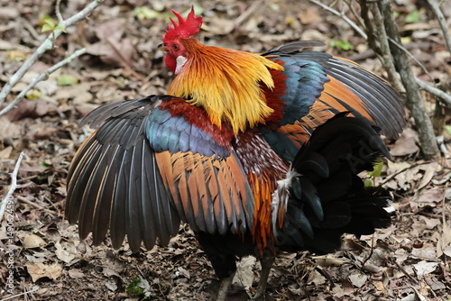 Rear view of a Male Chicken flapping its wings – Red Junglefowl (Gallus gallus). Domesticated Chicken’s wild ancestor. Note vibrant plumage showing it is a male, and the glorious, gorgeous feathers.
