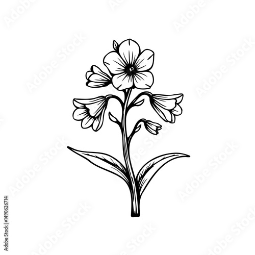 Delicate botanical illustration of flowering plant with intricate line work