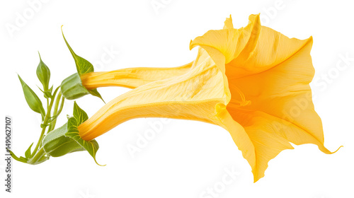 A vibrant yellow trumpet flower with delicate petals, showcasing nature's beauty against a clean background.