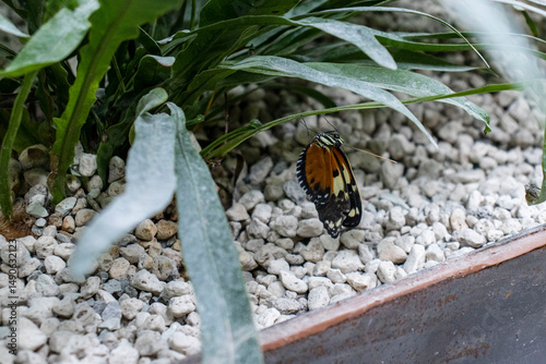 Large tropical butterfly on a plant leaf. Butterflies in a butterfly house. Show of exotic tropical butterflies.