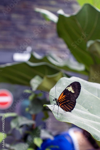 Exotic colorful butterfly resting on a leaf of a tropical plant. Detail of a butterfly with orange-black wings. Beautiful large butterfly.