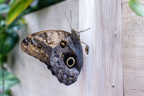 Exotic large butterfly resting on a wooden slat of a gazebo. Beautiful butterfly with dots on its wings. Detail of a beautiful large butterfly.