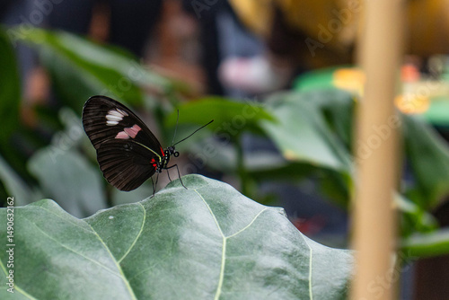 Exotic colorful butterfly resting on a leaf of a tropical plant. Detail of a butterfly with orange-black wings. Beautiful large butterfly.