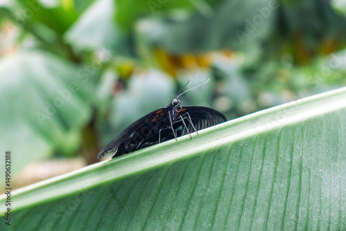 Resting exotic butterfly on the edge of a large leaf. Butterfly from the front from below. Front view of a butterfly with spread wings. Exotic species of butterfly, beautiful insect.