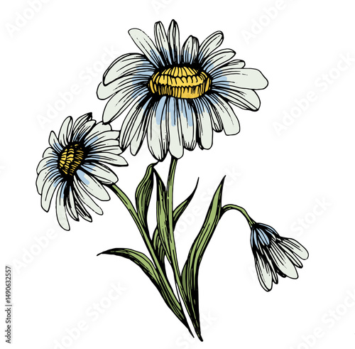 Aesthetic flowers daisies, chamomile isolated on white background