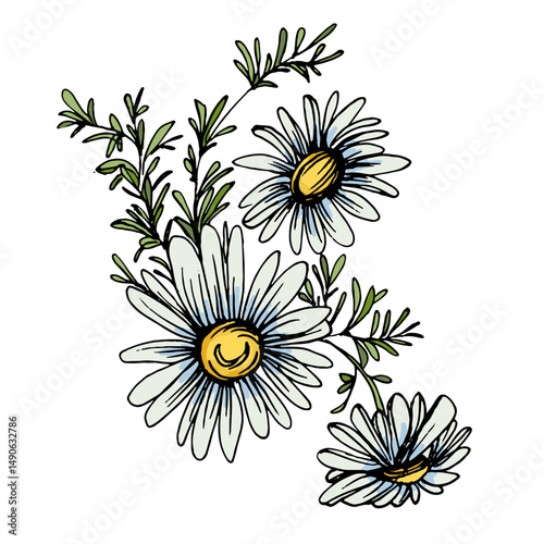 Aesthetic flowers daisies, chamomile isolated on white background