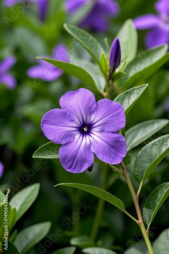 purple flowers are blooming in a field of green leaves