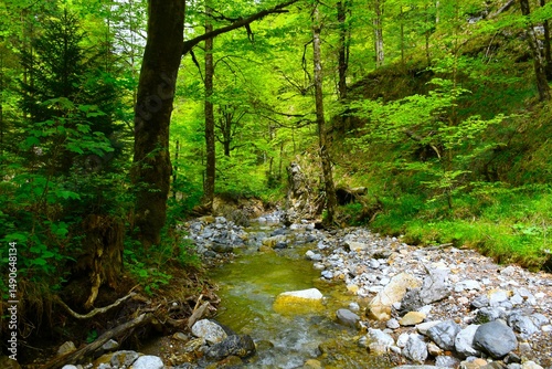 Stegovnik stream flowing throug a deciduous, broadleaf forest in Gorenjska, Slovenia