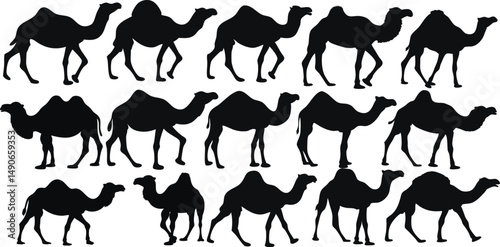 Best Camel Silhouettes - Desert Animal Outlines for Travel Brands, Logos & Wall Art. High-Quality Vector Files in Black & White. Perfect for Middle Eastern Themes, camel isolated on white background