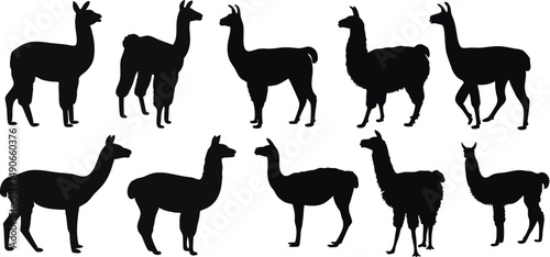 Set of llama silhouettes in various poses, perfect for farm graphics, South American wildlife designs, decor, and logos. High-quality black vector of llamas isolated on white background.