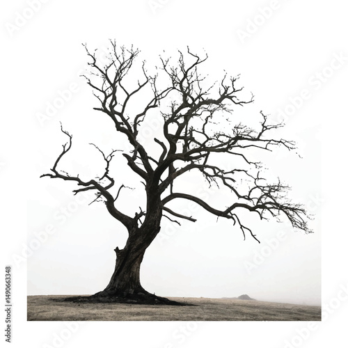 silhouette of a dead tree isolated on white