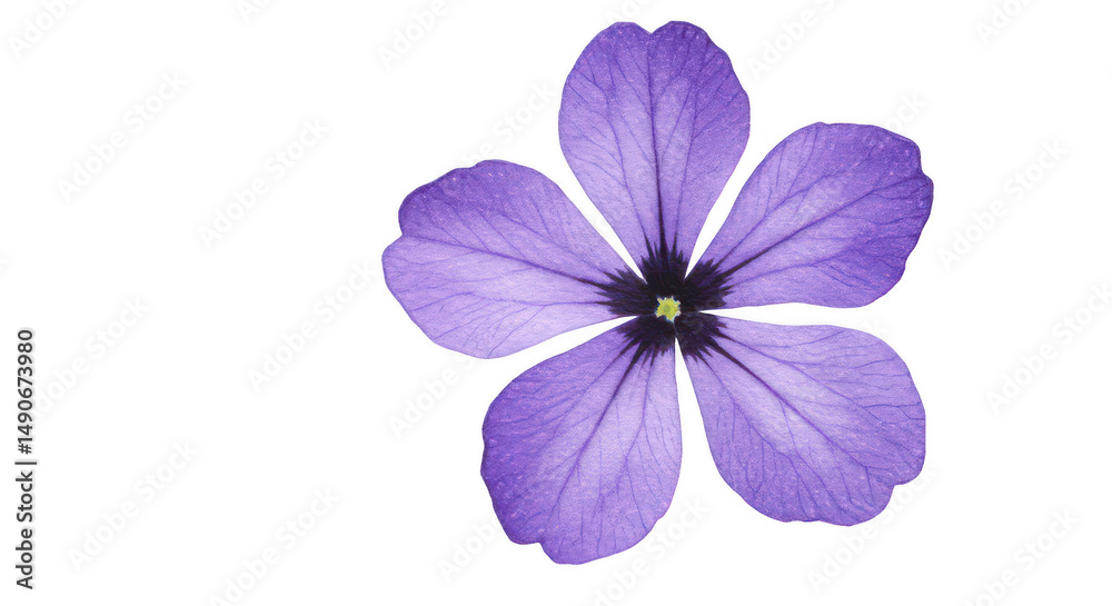 Obraz premium Single purple flower closeup