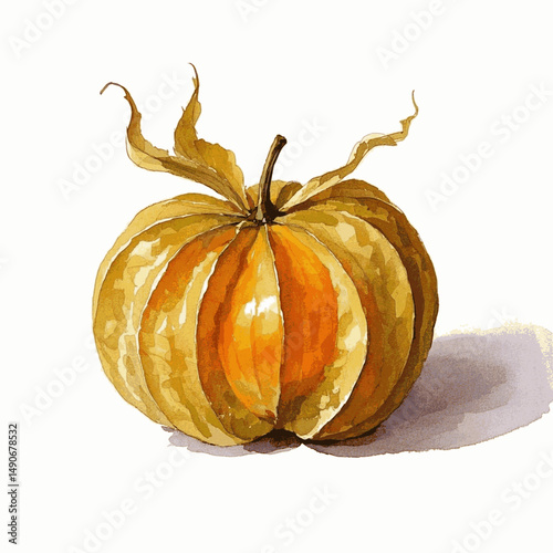 Sunset in a Veil cape gooseberry isolated watercolor vector illustration svg