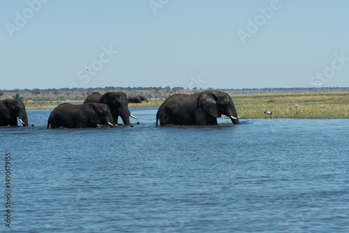 Photography elephannts corssing the river