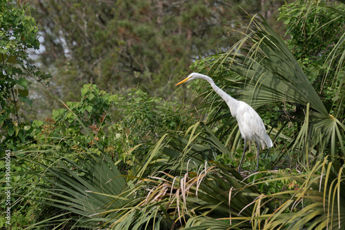 Great Egret perched in tree, extending neck to look downward.