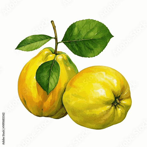 Tableau sur toile Blush of Autumn Ripe quince isolated watercolor vector illustration svg