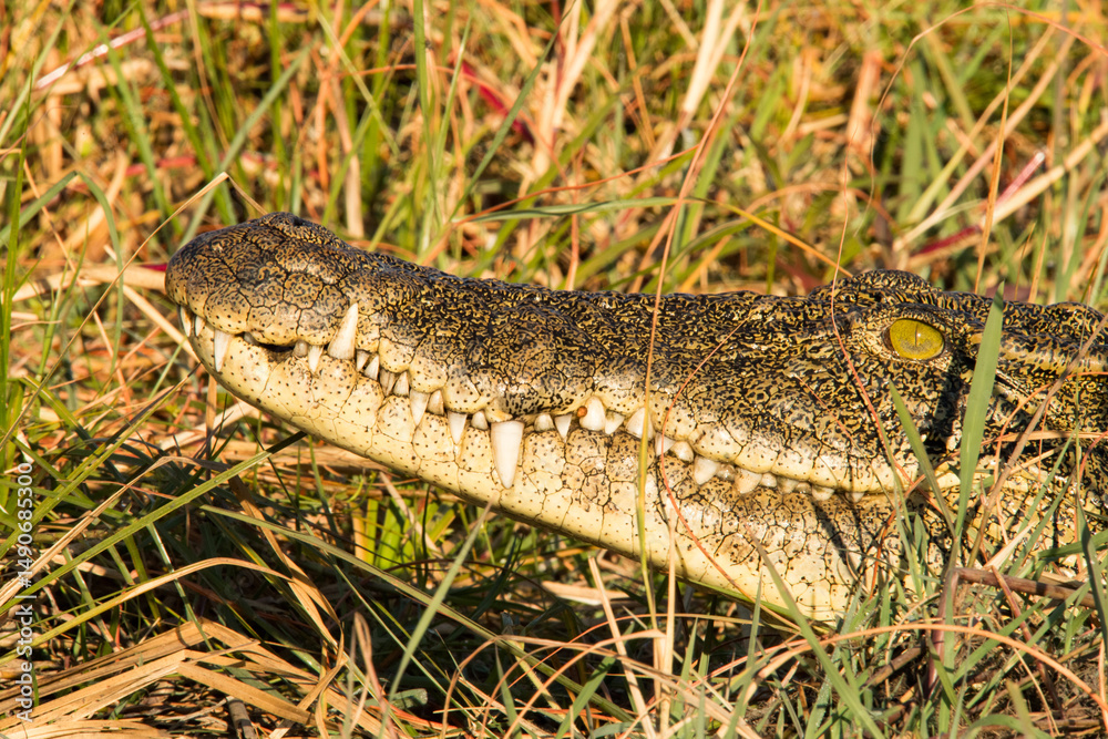 Fototapeta premium alligator in the grass
