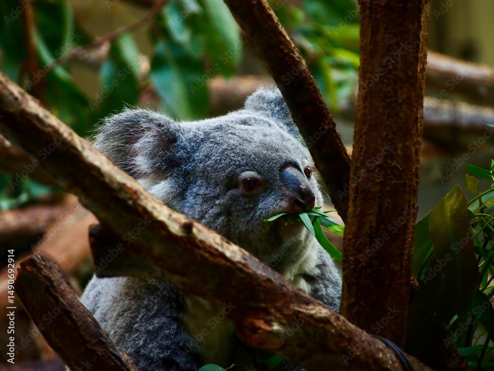 Fototapeta premium animal-001