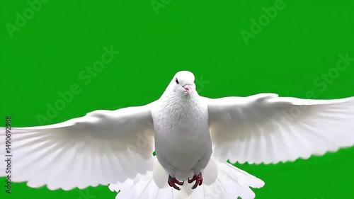 Graceful white dove with wings spread flying against green screen background