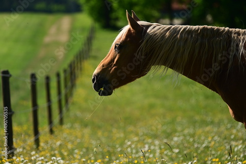 Frühlingswiese mit Pferd. Schönes Pferd grast auf blühender Weide