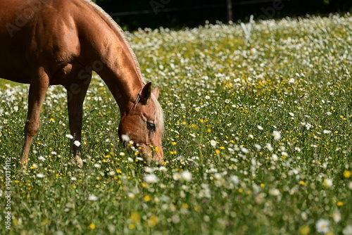 Frühlingswiese mit Pferd. Schönes Pferd grast auf blühender Weide