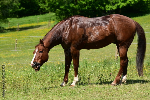 Nasses Pferd auf der Wiese zieht seltsame Grimasse