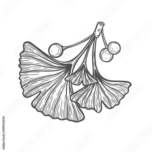 Ginkgo biloba branch with berries in engraving style