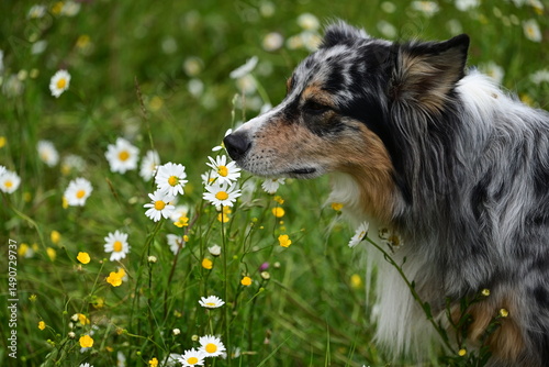 Schöner Hütehund schnuppert an einer Margerite