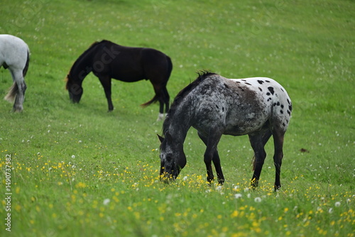 Appaloosa grast auf einer Pferdekoppel