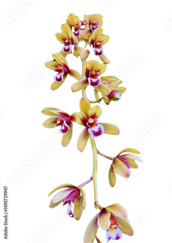 orchid on white background