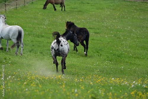 Auf und davon. Temperamentvoller Appaloosa galoppiert davon