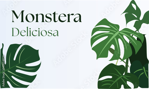 Monstera Deliciosa plant lush, tropical foliage with unique perforated leaves. Perfect for botanical-themed designs, interior decor prints, branding projects, packaging, websites, social media graphic